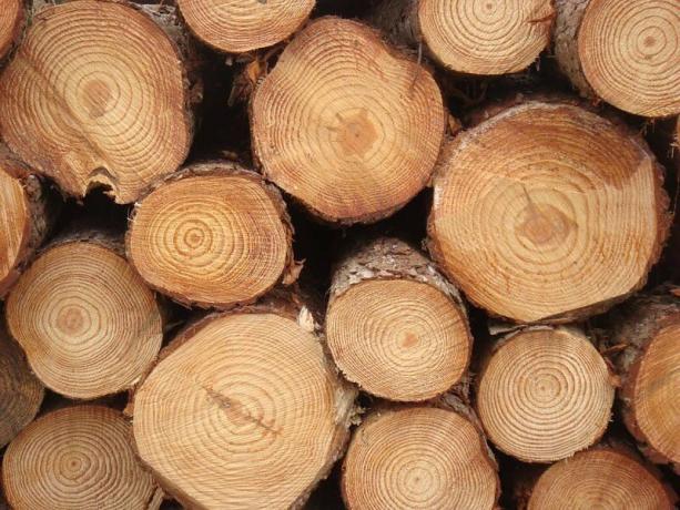naaldhout logs