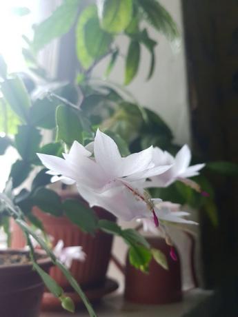 Dus mijn wit-roze Decembrist bloeide vorig jaar