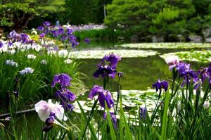 7 redenen waarom de irissen in uw tuin te bloeien. Complete gids voor de teler