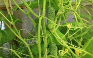Komkommers van vergeling opslaan: juist agrarisch
