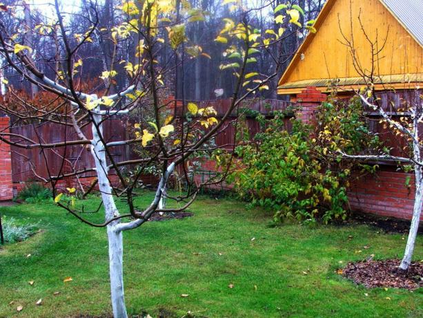 Tuin van de herfst op de datsja. Foto's (dachaa.ru)
