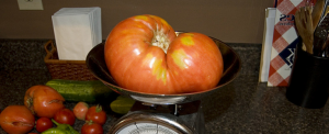 Smakelijk tomaat cultivar "Pink Honey", dat was geliefd bij veel tuinders. De keuze van de 2019