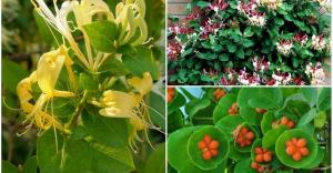 Perfoliate Honeysuckle: de subtiliteiten van de teelt en de verzorging