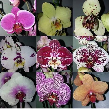 De verscheidenheid van Phalaenopsis