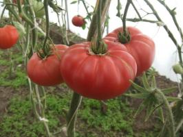 Famous Minusinsk tomaat. Rassen die tijd worden getest