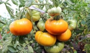 5 soorten tomaten voor "lui" (deel 2)