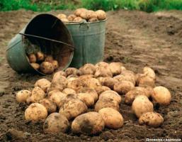 Door wat de aardappel heeft opgehouden zo lekker als in de oude dagen te zijn?