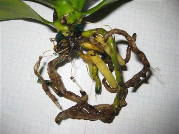 Rotten roots Phalaenopsis