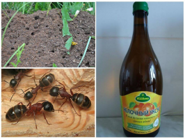 Hoe zich te ontdoen van mieren in het voorjaar: het resultaat na 30 minuten