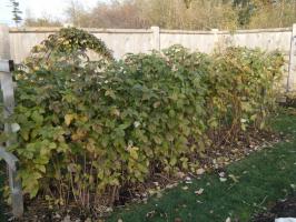 Hoe de frambozen in de tuin voor de winter voor te bereiden? ✔ bijsnijden, zorg en onderdak
