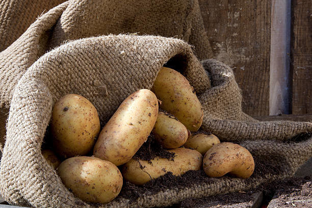Ontslaan perfect helpt de aardappelen opgeslagen zonder verlies