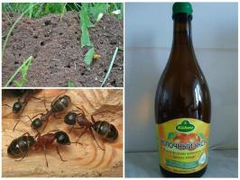Drie van de meest effectieve manieren om de mieren te bestrijden
