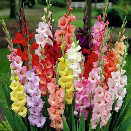 De verscheidenheid van kleuren van gladiolen