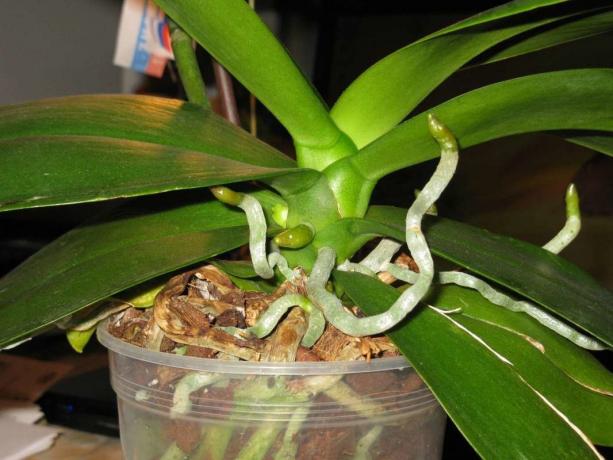 Luchtwortels orchideeën groeien lifetime Phalaenopsis