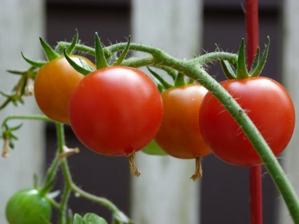 jonge tomatiki