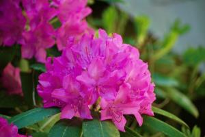 Heide tijd, of wanneer het beste te planten rododendrons - lente of herfst