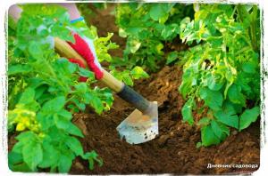 Wat planten niet kan worden spud