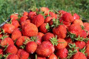 Hoe goed de zorg voor aardbeien tijdens vruchtvorming