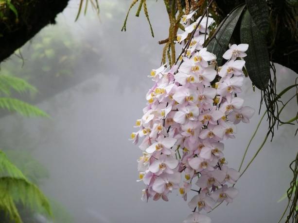 Phalaenopsisorchidee in het wild. Foto voor het artikel, nam ik op het internet
