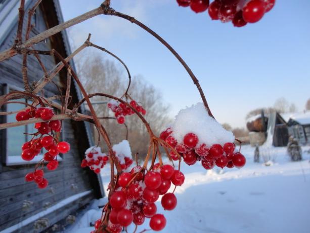 Winter viburnum (yandex.ru)