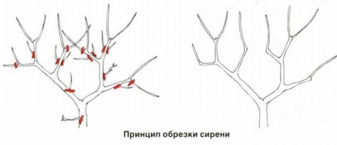 Het principe van snoeien seringen. Ter illustratie thanks stroy-podskazka.ru