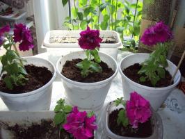 Correct leren groeien van petunia stekken
