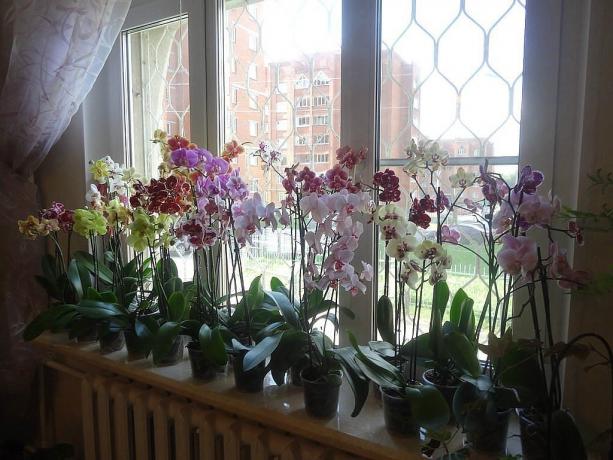 Refrein bloeiende Phalaenopsis
