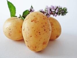 7 aardappelrassen super vroeg en lekker