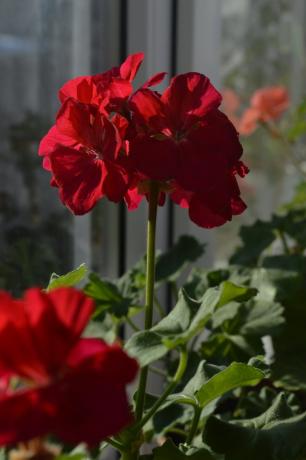 Rode geraniums hebben altijd mijn cottage! Prive foto.