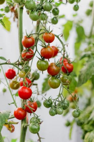 Mijn oogst 2018. De smaak van cherry tomaten geteeld met hun eigen handen, veel helderder dan de winkel
