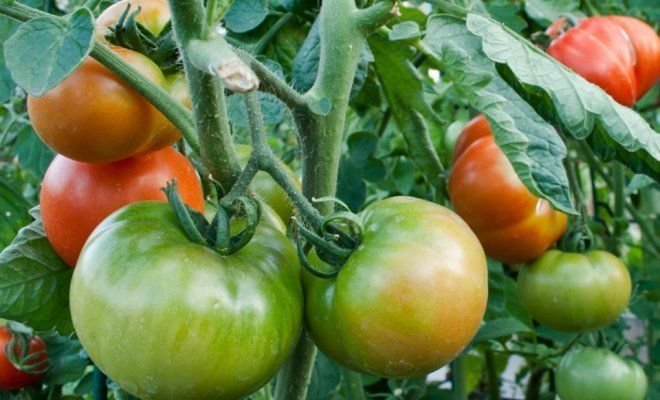 rijping tomaten