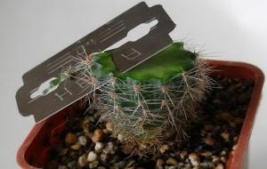 Snoeien van cactus: enkele belangrijke tips