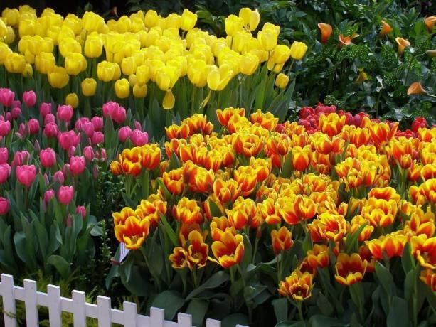 Tulpen - misschien wel de meest bekende bolbloemen