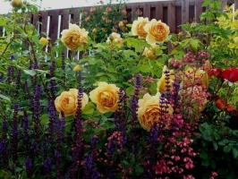 Wat planten zullen goed met rozen (van eenjarigen tot struiken) kijken. 11 voorbeelden