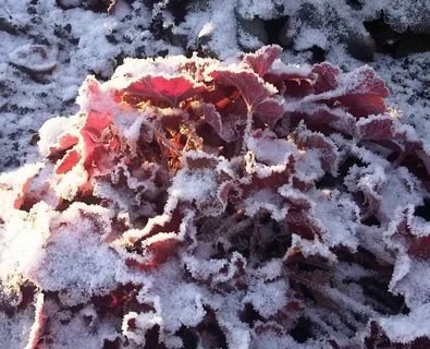 Heuchera bladeren, in poedervorm met sneeuw