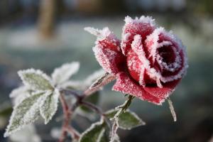 Bloemen in de late herfst? Hoe gevaarlijk zal wenden tot de ramp van de tuin