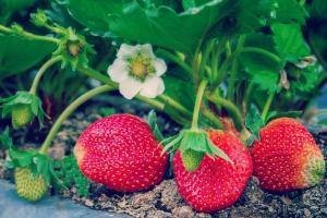 4 People's heldhaftige kunstmest om aardbeien te kweken