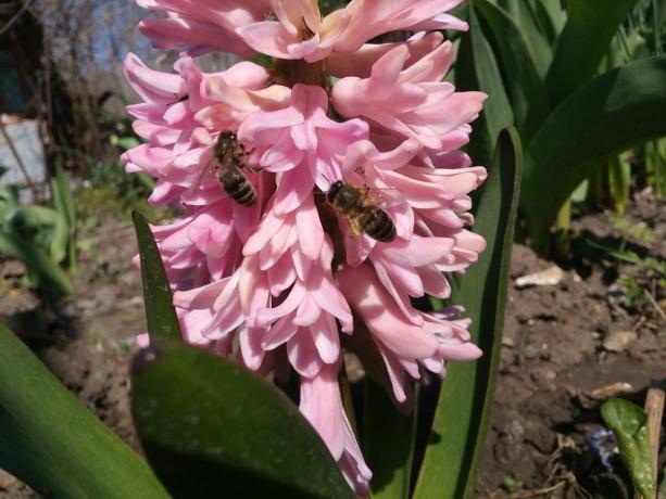 Hyacint in mijn tuin
