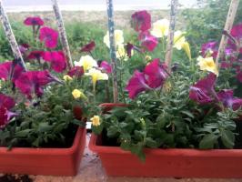Voeding voor een gewelddadige bloei petunia's: gebruik 4 jaar en alle adviseren