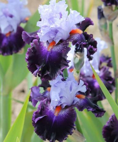 Mooie bloem verscheidenheid bebaarde iris