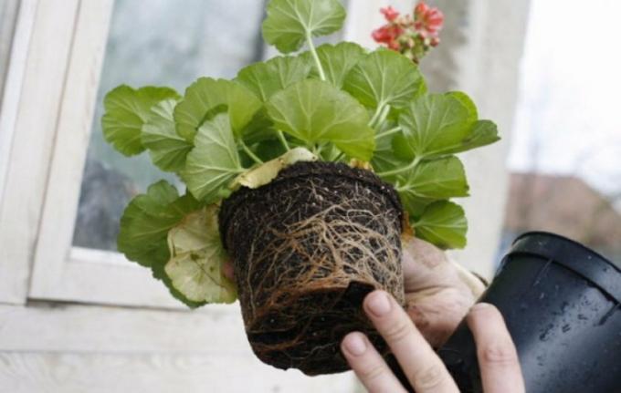 Geranium getransplanteerd overslag zonder beschadiging van de wortels. Foto: fermer.blog