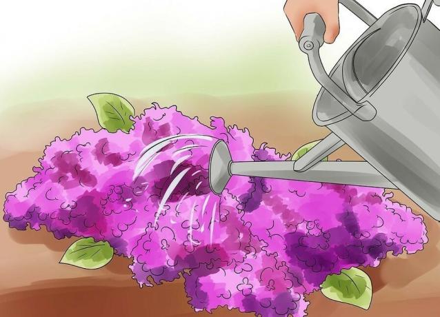 Watering lila niet altijd noodzakelijk. We zullen de fijne kneepjes te begrijpen? Verdere illustraties voor een artikel genomen van het internet