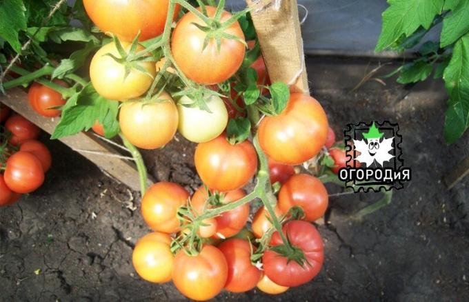 Tomaten bij belading per se nodig vocht