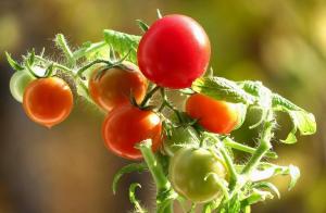 Tomaten zal zoet zijn! de geheimen van de groeiende
