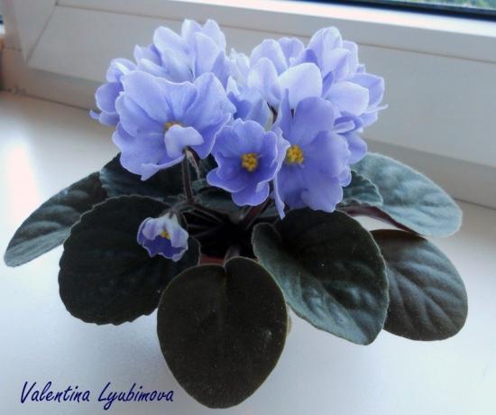 Blue violet (foto Valentina Lubimova van het forum)
