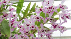 Algemene regels voor de verzorging van Dendrobium orchideeën