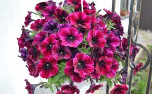 Surfiniya - perfectie petunia's. Bekendheid met luxe en pretentieloze bloem