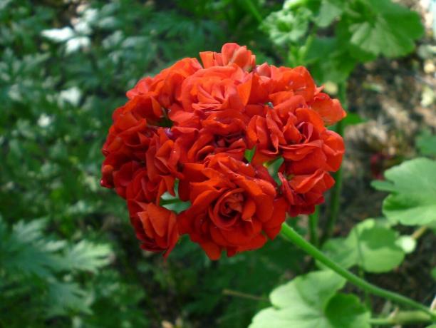 Mijn favoriete kleuren van geranium - natuurlijk rood. En jij?