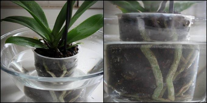 Voorbeeld orchidee onderdompeling in een bassin. Bekijk: 