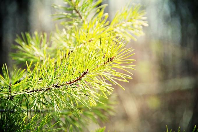 Needles - een bruikbaar product van het bos. En voor de persoon en voor de planten. Foto uit persoonlijk archief. Oh hoe mooi ochtend in de zomer bos!